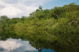 Amazonia znajduje się na skraju punktu krytycznego zmian klimatycznych